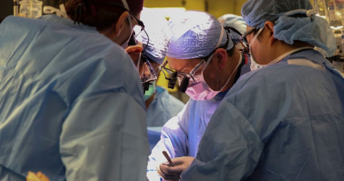 Boston hospital transplants genetically modified pig kidney into a ...