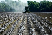 Se ve algodón en un campo mientras los agricultores recogen la cosecha de un campo de 140 acres en el condado de Ellis, cerca de Waxahatchie, Texas, el 19 de septiembre de 2022.