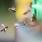 Imágenes de abejas (Archivo)