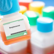 Bacterias Streptococcus (Imagen de archivo)