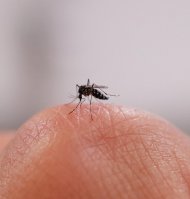 Una imagen de un mosquito sobre una mano (Archivo)
