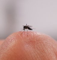 Una imagen de un mosquito sobre una mano (Archivo)