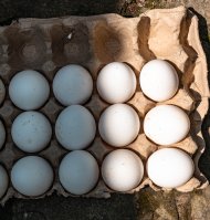 Docena de huevos-Imagen de Archivo