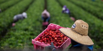 Un grupo de agricultores trabaja en un campo estadounidense