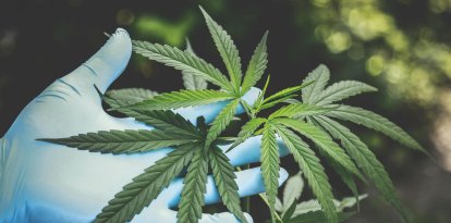 Una imagen de referencia sobre el cannabis