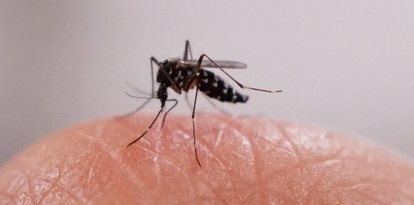 Una imagen de un mosquito sobre una mano (Archivo)