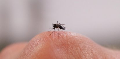 Una imagen de un mosquito sobre una mano (Archivo)