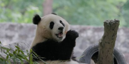 Captura de pantalla de Qing Bao, uno de los pandas cedidos por China