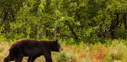 Un oso negro en libertad