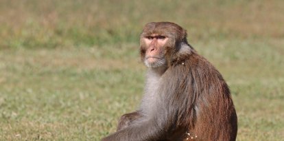 macaco rhesus