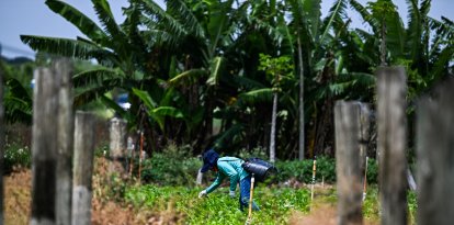 Un trabajador migrante trabaja en una granja de Homestead, Florida, el 25 de abril de 2025.