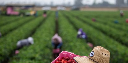 Un grupo de agricultores trabaja en un campo estadounidense
