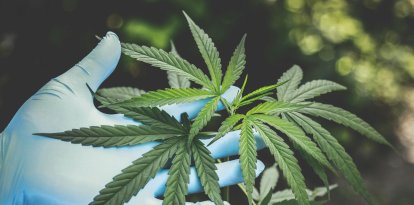 Una imagen de referencia sobre el cannabis