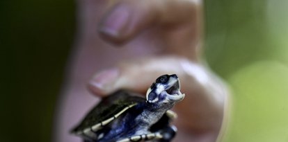 Una persona sostiene una tortuga pequeña (Archivo)