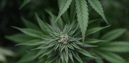 Planta de marihuana. Imagen de archivo