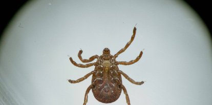 Imagen referencial de una garrapata