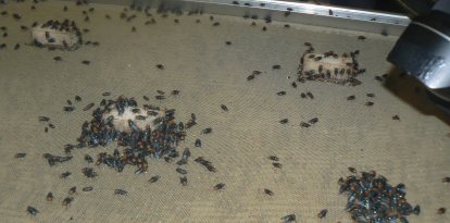 Fotografía de una bandeja con moscas de la mosca barrenadora