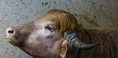 Imagen del búfalo albino apodado «Donald Trump»