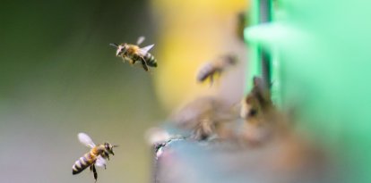 Imágenes de abejas (Archivo)