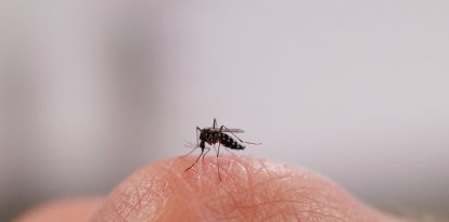 Una imagen de un mosquito sobre una mano (Archivo)