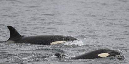 Vista general de una orca, también conocida como ballena asesina, en el Mar del Norte