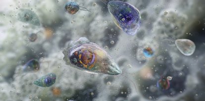 Imagen de Naegleria fowleri