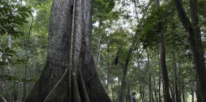 Una ceiba en la selva amazónica.