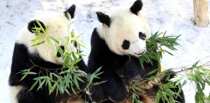 Este martes cayó la primera nevada de la temporada en Weifang en la provincia china de Shandong. En la imagen, los pandas Qinchuan y Lele comen plácidamente hojas de bambú en el Parque Jinbao de esa ciudad.
