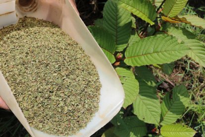 Hojas secas de kratom