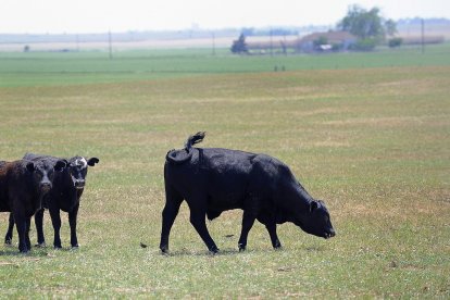 Ganado vacuno en un campo de Texas