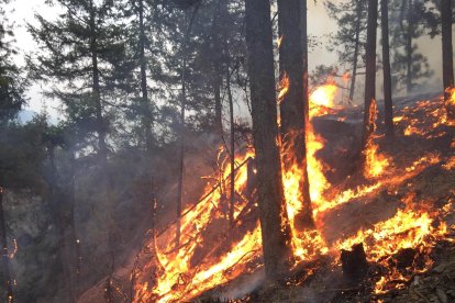 En esta fotografía facilitada por el Servicio Forestal de EEUU el 25 de agosto de 2015 se muestra el incendio de Carpenter Road en la reserva india de Spokane, cerca de Wellpinit, en el estado de Washington. A fecha de 25 de agosto, el incendio de Carpenter Road abarca 37 132 acres (15 026 hectáreas) y está controlado en un 20 %.  FOTO DE AFP / CEDIDA / SERVICIO FORESTAL DE EE. UU.      == USO EXCLUSIVAMENTE EDITORIAL / CRÉDITO OBLIGATORIO: «FOTO DE AFP / CEDIDA / SERVICIO FORESTAL DE EE. UU.» / PROHIBIDO SU USO CON FINES COMERCIALES O EN CAMPAÑAS PUBLICITARIAS / DISTRIBUIDA COMO SERVICIO A LOS CLIENTES