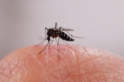 Una imagen de un mosquito sobre una mano (Archivo)