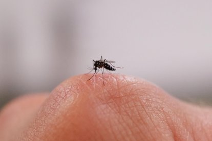 Una imagen de un mosquito sobre una mano (Archivo)