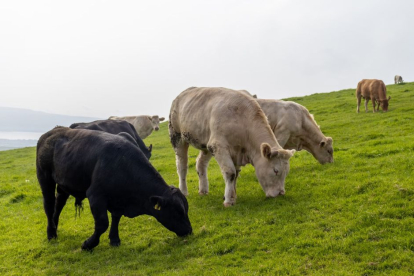 Vacas pastan en los acantilados de Moher, en Irlanda.