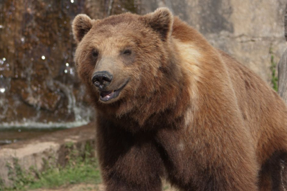 Nuevo México contrata a "abrazadores profesionales de osos". Imagen de archivo