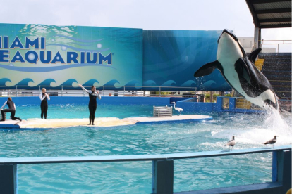 La orca Lolita saltando durante un show en el acuario de Miami.