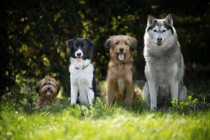 Foto de distintas razas de perros para conmemorar el Día Mundial del Perro.