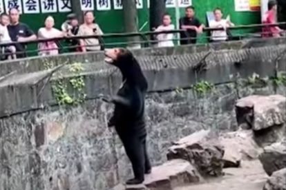 Hangzhou Zoo's Malayan bear