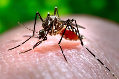 Foto del mosquito que transmite el dengue.
