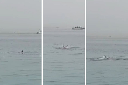 Captura de pantalla con tres momentos del ataque del tiburón al ciudadano ruso en el Mar Rojo.