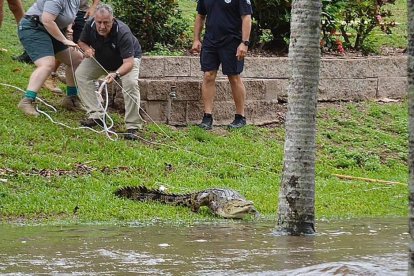 This handout taken and released on December 18, 2023 courtesy of Jonty Fratus shows a crocodile being wrangled from floodwaters in the Northern Queensland town of Ingham. Flash floods swamped northeastern Australia on December 18, with raging waters severing roads and flushing crocodiles into towns.