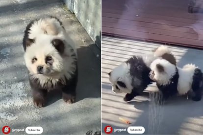 Un zoológico de China exhibe a dos perros teñidos simulando que son osos panda.