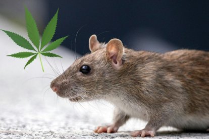 Estupor en el Departamento de Policía de Nueva Orleans: "Las ratas se están comiendo nuestra marihuana"