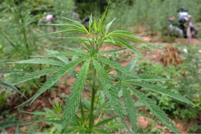 Una planta de Marihuana.