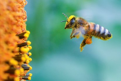 Imagen de una abeja polinizando una flor.
