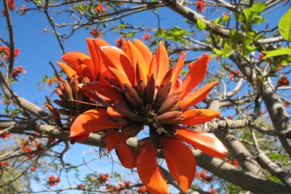 Erythrina caffra