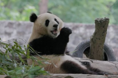 Captura de pantalla de Qing Bao, uno de los pandas cedidos por China