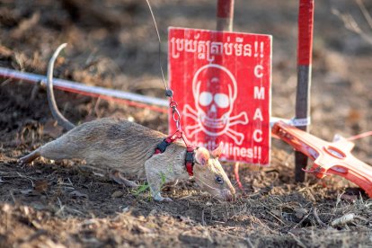 Rata gigante africana obtiene récord por detección de minas