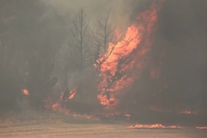 - Flames engulf trees during a forest fire near the central Israeli town of Bet Shemesh