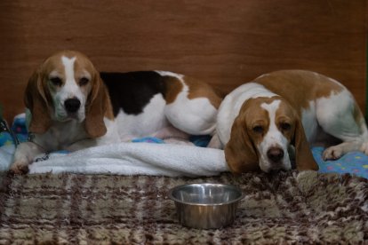 Beagles en una exposición canina